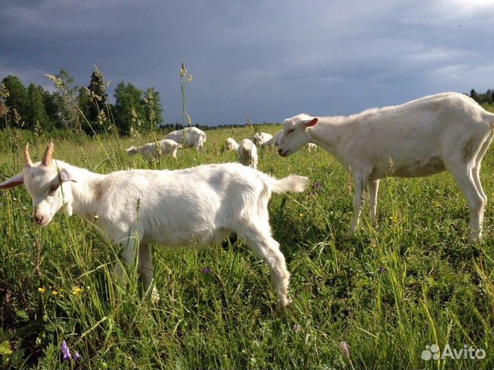 Продажа заанинских дойных коз и козлят