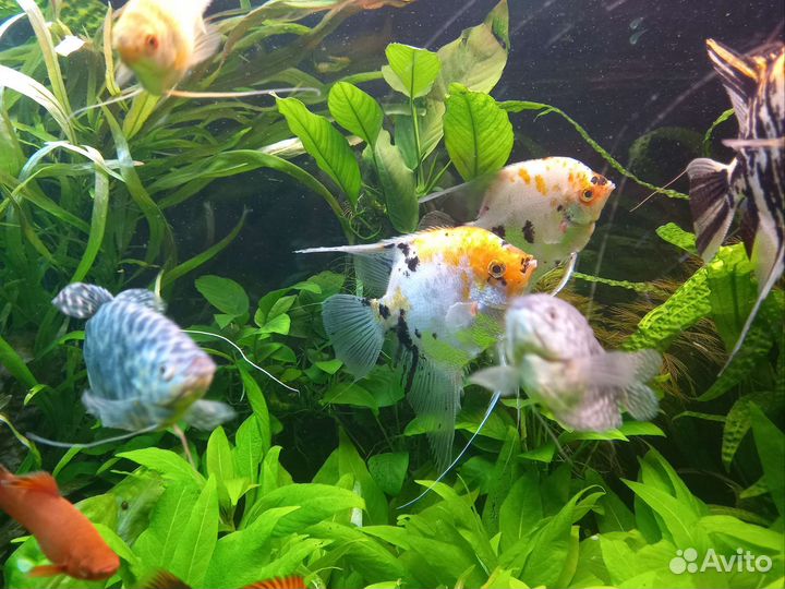 Аквариум 300 литров