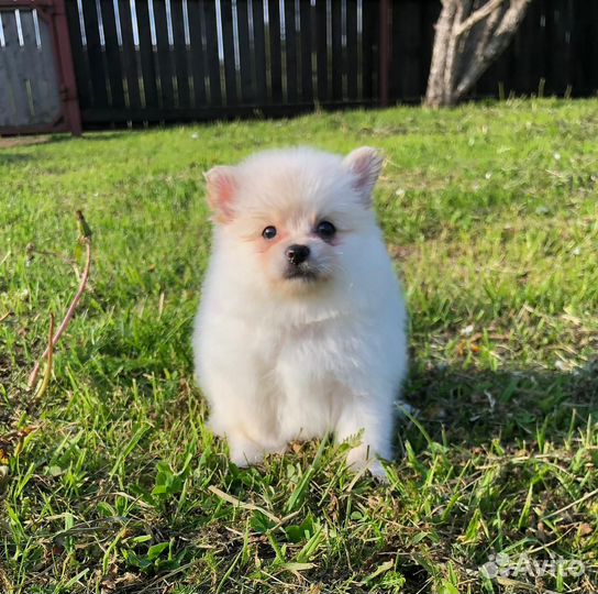 Щенки щпица