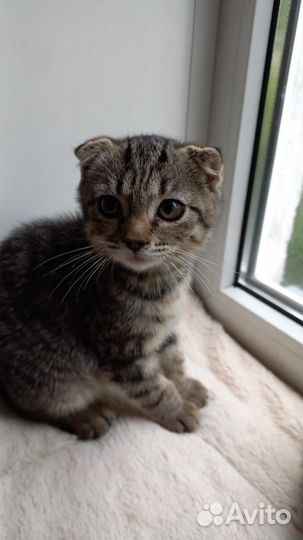 Шотландские котята