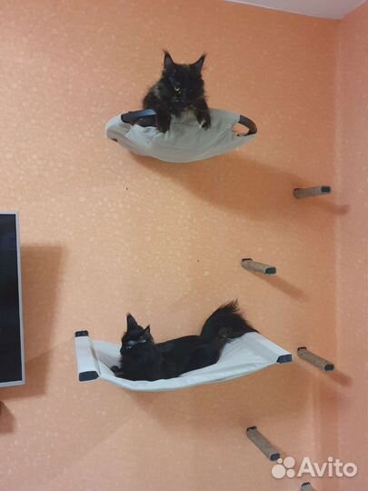 Настенный комплекс для кошек, когтеточка, лежак