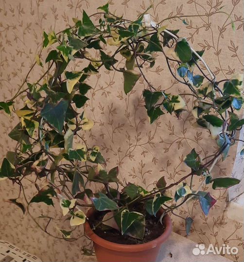 Вьющееся декоративное домашнее растение