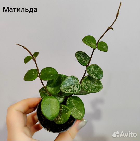 Хойя микс d6