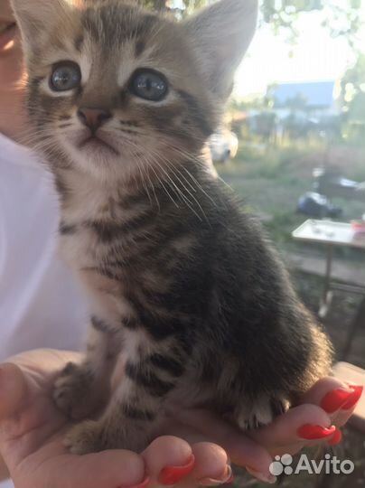 Котята даром