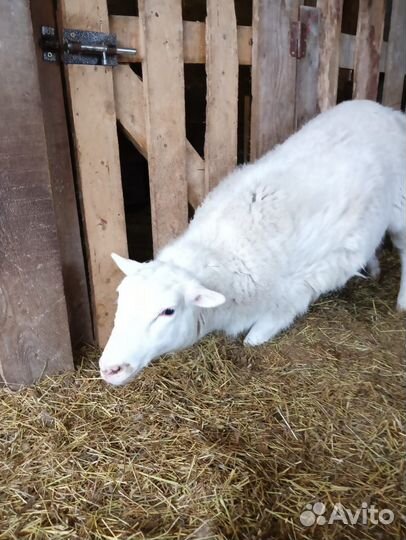 Овцы бараны