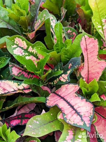 Кротон Вилма