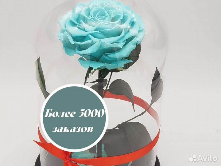 Роза в колбе. Живая