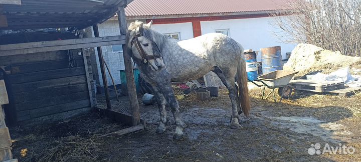 Орловский жеребец