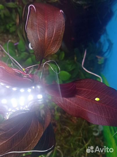 Эхинодорусы красные