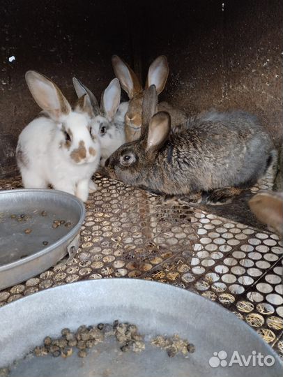 Продаются кролики