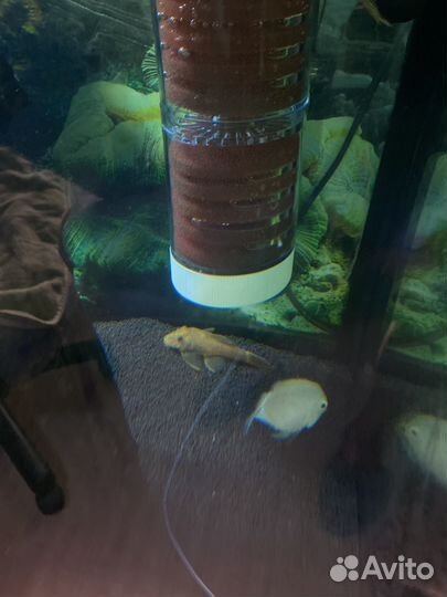 Анциструсы, сапфировый попугай, тернеции