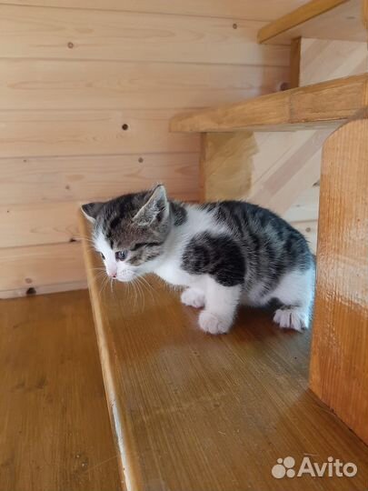 Котята