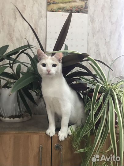 Классный котик в добрые руки