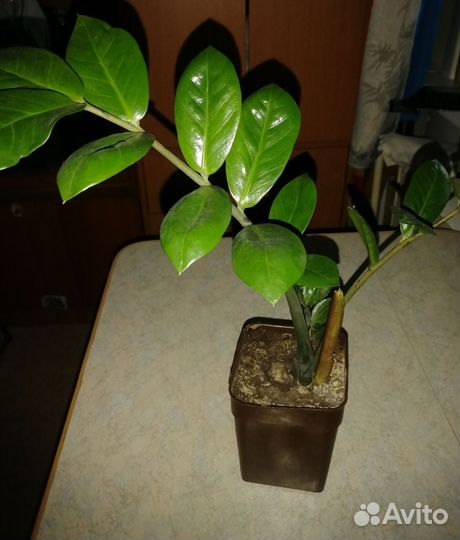 Замиокулькас