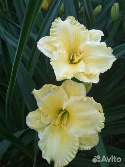 Лилейники и лилии