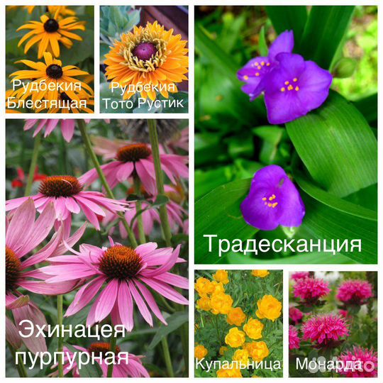 Многолетние растения