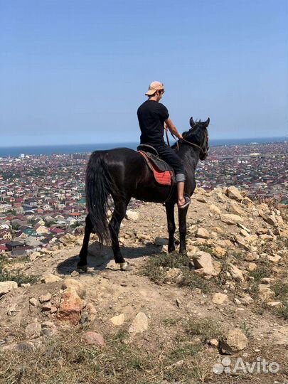 Лошадь жеребец