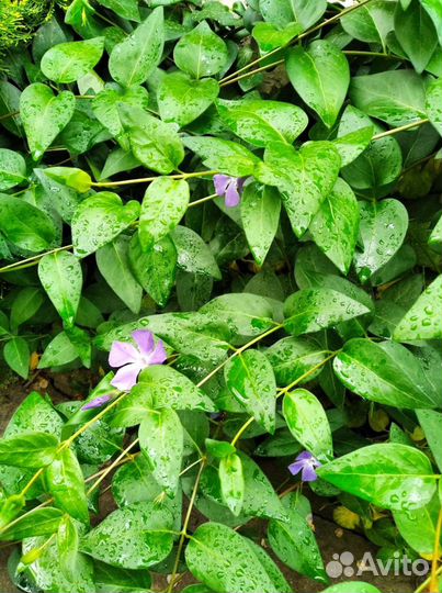 Диффенбахия герани