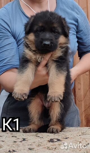 Щенок немецкой овчарки