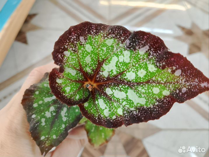 Декоративно лиственные бегонии