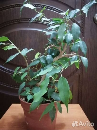 Фикусы бонсай