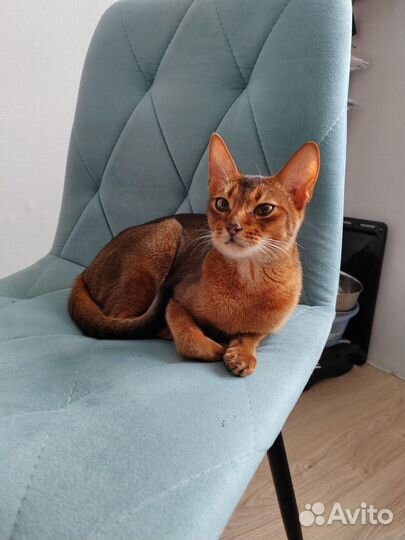 Абиссинская кошка вязка