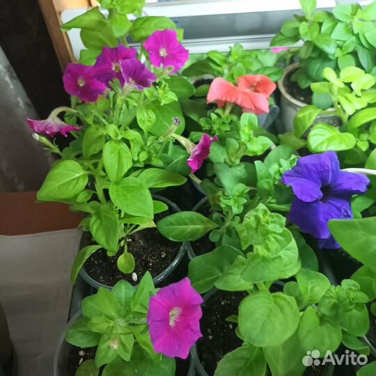 Петуния ампельная