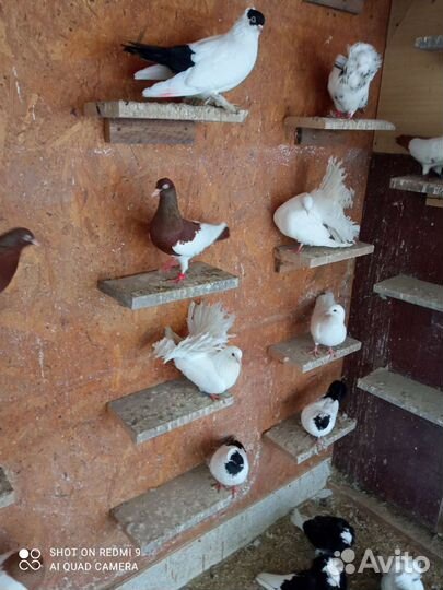 Голуби декоративные