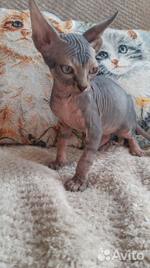 Канадский сфинкс котенок