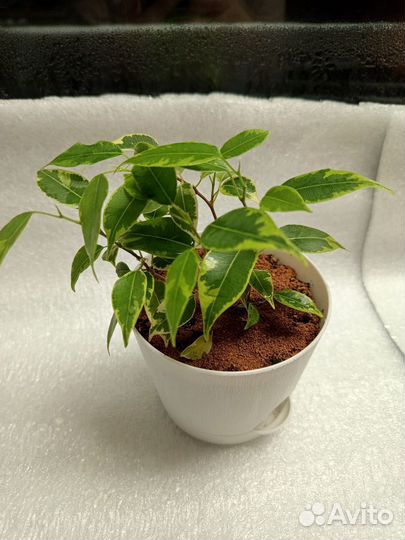 Фикус бенджамина пестролистный