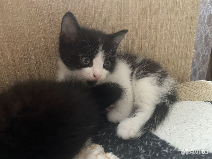 Котята отдам даром