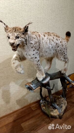 Имитация чучело рысь