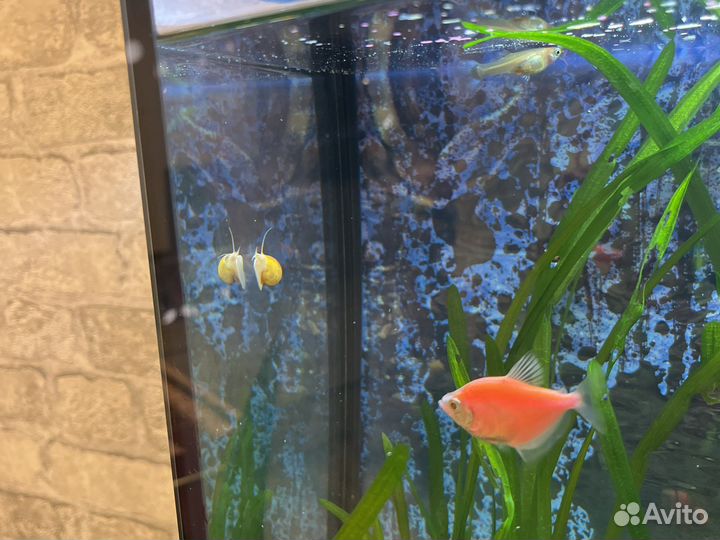 Улитки аквариумные ампулярии