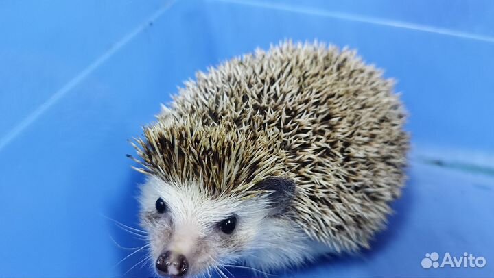 Ёжик девочка