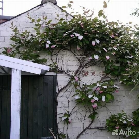 Актинидия коломикта