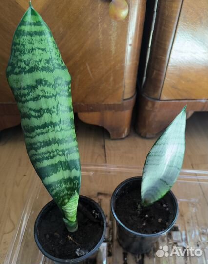 Сансевиерия