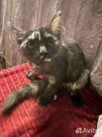 Котята мейн-кун