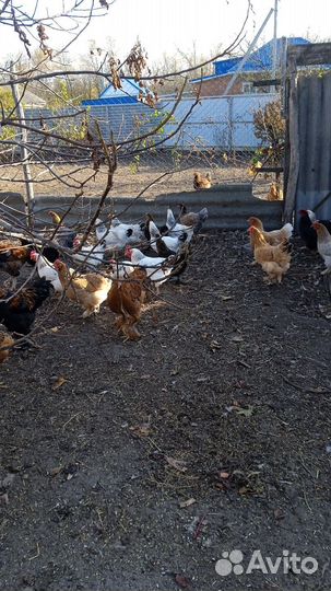 Куры петухи