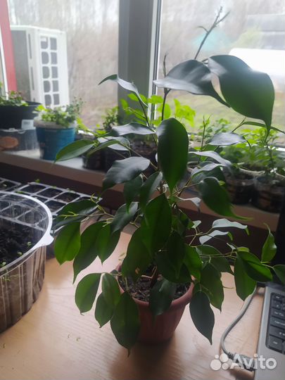 Фикус бенджамина