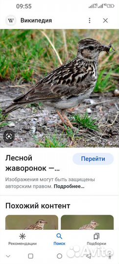 Певчие птицы