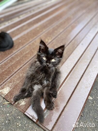 Отдам котят