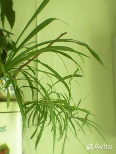 Комнатное растение - хлорофитум