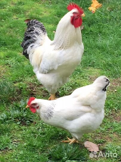 Куры доминант