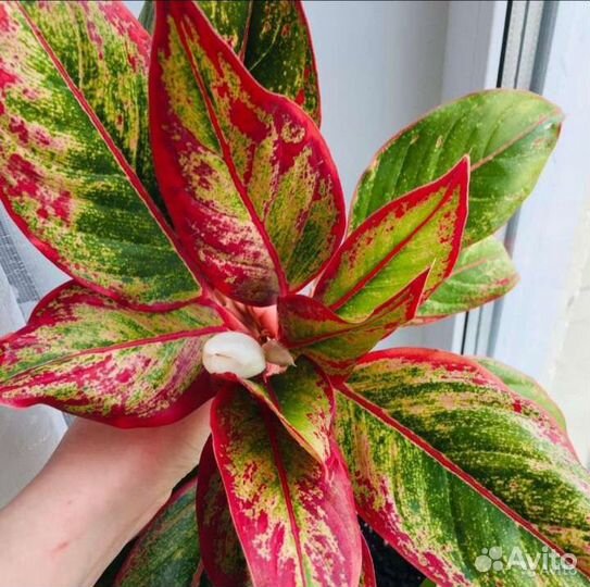 Цветок комнатный Аглаонема Сиам Аврора