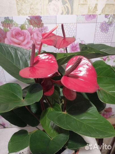 Комнатные цветы антуриум