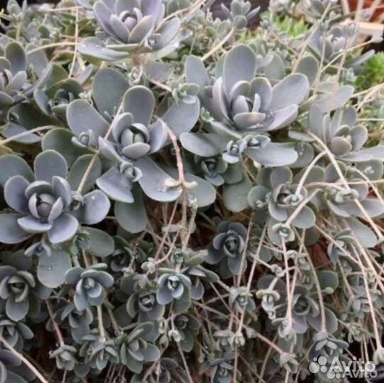 Почвопокровники многолетние