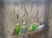 Волнистые попугаи, от 6месяцев