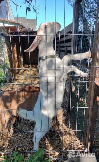 Козлята Нубо-Камори