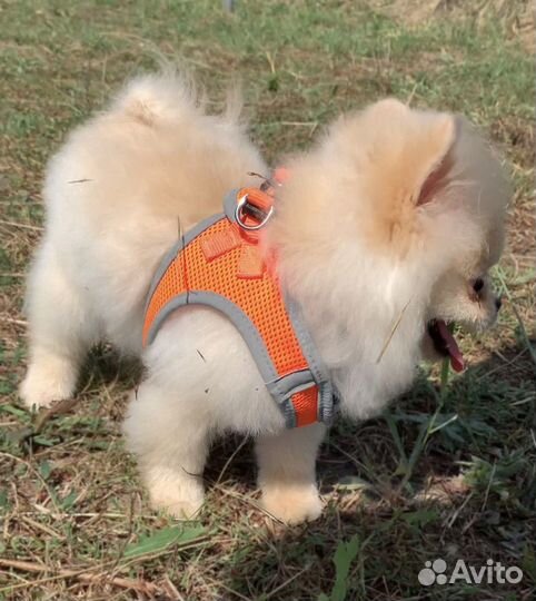 Померанский шпиц мишка boo