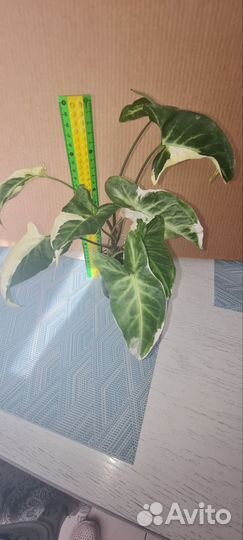 Сансевиерии, спатифилум, сингониум